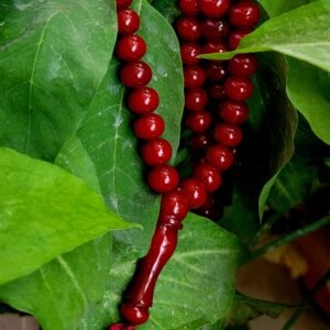 Cherry Red Bakelite Amber Tasbih – 100 Beads – Glossy Phenolic Resin Subha | Smooth Finish | Modern Dhikr Beads