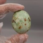 Natural Turquoise (Hussaini Feroza) – 173.75 Carat – Neyshabur Iran Origin – Premium Collector Stone