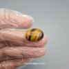 Natural 17.53 carat Tiger's Eye gemstone held in tweezers, showcasing distinct golden-yellow and brown chatoyant bands with a high-polish oval cabochon finish.
