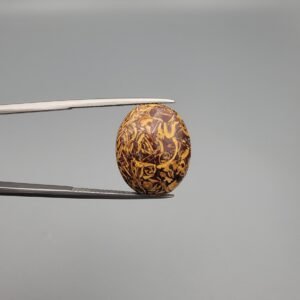 High-polished 14.19 carat natural Calligraphy Stone (Sang-e-Maryam) held in tweezers, featuring a dark chocolate brown base with a high concentration of swirling golden-yellow fossilized shell patterns.