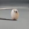 A 15.76-carat natural Iranian Milky Dendritic Agate (Shajari Dudhiya Aqeeq) cabochon, featuring a translucent white base with dark tree-like organic inclusions, held in jeweler's tweezers.