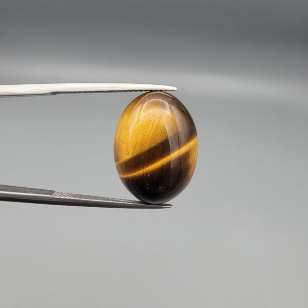 ​A 15.25-carat natural Golden Tiger's Eye oval cabochon with high-intensity chatoyancy and deep honey-brown banding, held in jeweler's tweezers.