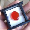 ​A large 23.32-carat Yemeni reddish carnelian agate (Aqeeq) with exceptional high clarity and a smooth cabochon polish, shown under natural lighting.