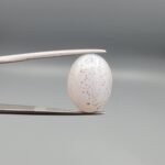 A 7.77-carat Shajari Dudhiya Aqeeq featuring a milky white translucent body with sharp black dendritic tree-like inclusions, displayed in a white jeweler's box.