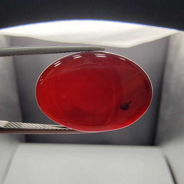 ​A massive 22.20-carat oval natural Yemeni carnelian agate cabochon held in tweezers. Without direct light, the gemstone displays an opaque, deep liver-brown tone, but under direct backlighting, it transforms into a fully translucent, deep crimson-red stone showing faint internal agate structure.
