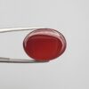 ​A massive 21.60-carat oval natural Yemeni carnelian agate cabochon held securely in tweezers. In normal lighting, the stone shows a smooth, glossy, deep liver-brown body, but under strong direct backlighting, it glows with a rich, uniform translucent reddish-crimson color.