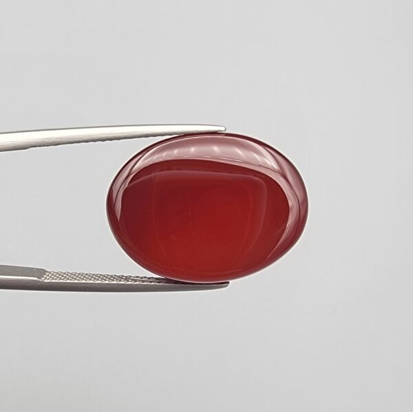 ​A massive 21.60-carat oval natural Yemeni carnelian agate cabochon held securely in tweezers. In normal lighting, the stone shows a smooth, glossy, deep liver-brown body, but under strong direct backlighting, it glows with a rich, uniform translucent reddish-crimson color.