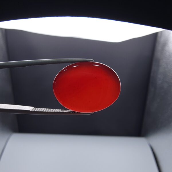 ​A massive 21.60-carat oval natural Yemeni carnelian agate cabochon held securely in tweezers. In normal lighting, the stone shows a smooth, glossy, deep liver-brown body, but under strong direct backlighting, it glows with a rich, uniform translucent reddish-crimson color.