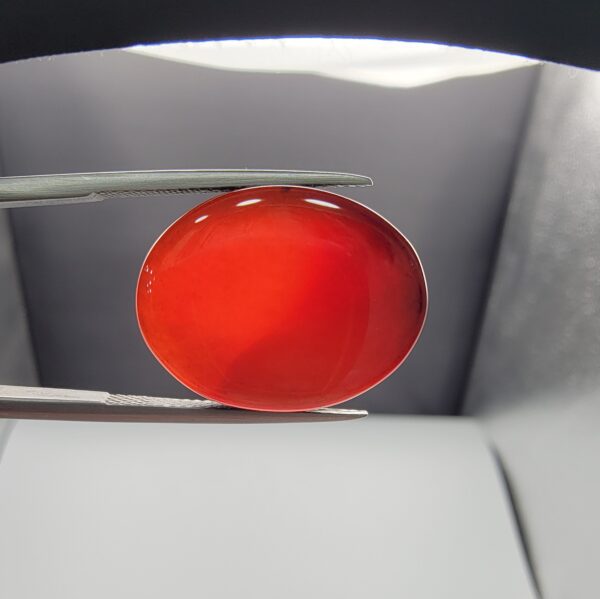 ​A massive 22.07-carat oval natural Yemeni carnelian agate cabochon held securely in tweezers. In normal lighting, the stone shows a smooth, glossy, deep liver-brown body, but under strong direct backlighting, it glows with a rich, uniform translucent reddish-crimson color.
