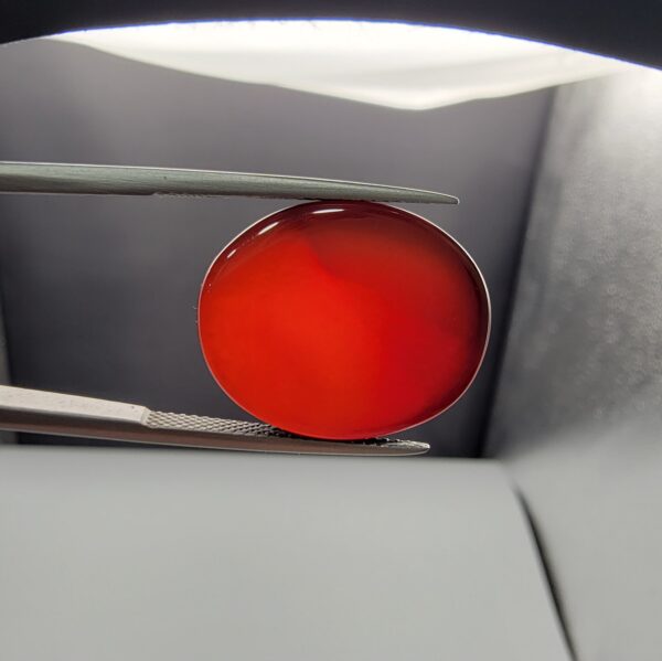 ​A massive 22.07-carat oval natural Yemeni carnelian agate cabochon held securely in tweezers. In normal lighting, the stone shows a smooth, glossy, deep liver-brown body, but under strong direct backlighting, it glows with a rich, uniform translucent reddish-crimson color.