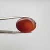 ​A premium 19.17-carat natural oval Yemeni carnelian agate cabochon held in tweezers. While appearing dark brown in flat shadow, strong backlighting transforms it into a brilliant, translucent fiery orange gemstone displaying elegant, natural curved agate zoning lines.