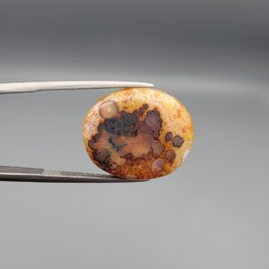 A 14.55-carat oval natural Yemeni carnelian agate cabochon held in tweezers against a gray studio background. One side displays dark brown and black orbicular dendrites on a golden-yellow surface, while the reverse side shows bright orange carnelian with white-ringed eye inclusions.