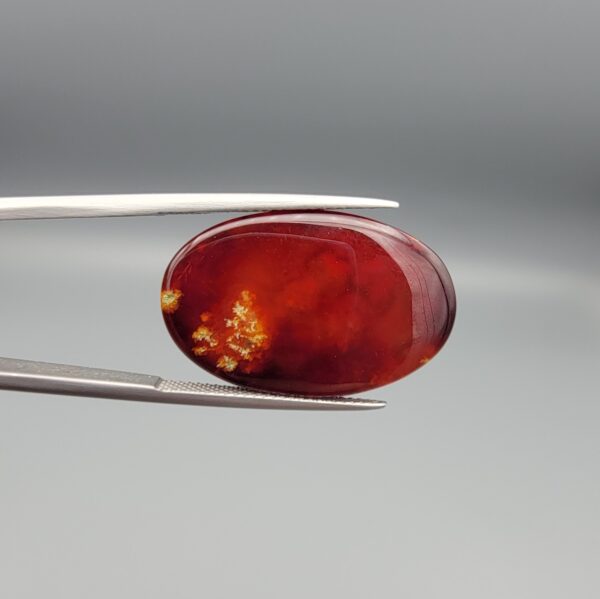 ​A 21.69-carat oval natural Yemeni carnelian agate cabochon held in tweezers against a gray backdrop. The front displays a deep cherry-red surface with orbicular pinkish-white eye rings surrounding a natural green-hued mineral hole, while the reverse side reveals translucent dark carnelian red with golden mossy dendritic plumes.