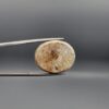 A 22.46-carat oval natural Iranian Neyshabur turquoise cabochon held in metal tweezers against a neutral gray background. The front showcases a smooth greenish-blue dome with a naturally formed network of golden-brown matrix lines, while the reverse side reveals a flat, unpolished light host-rock base.