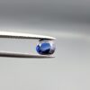 Studio photograph held in steel tweezers showcasing a 1.00 carat natural oval-shaped blue sapphire (Neelam) loose gemstone with a high-shine finish and classic blue facets.