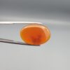 Studio close-up photographs showing the smooth polished dome and reverse-lit translucent view revealing intricate black dendritic moss inclusions inside a 17.51 carat oval cabochon natural carnelian agate gemstone held in precision tweezers.