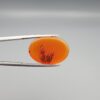 Studio close-up photographs showing the smooth polished dome and reverse-lit translucent view revealing intricate black dendritic moss inclusions inside a 17.51 carat oval cabochon natural carnelian agate gemstone held in precision tweezers.