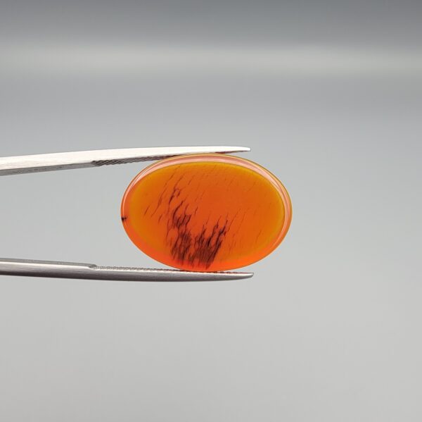 Studio close-up photographs showing the smooth polished dome and reverse-lit translucent view revealing intricate black dendritic moss inclusions inside a 17.51 carat oval cabochon natural carnelian agate gemstone held in precision tweezers.