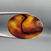 ​Studio close-up photographs showing the high-domed translucent top surface, intricate organic black and white banding formations, and reverse pattern views of a 49.55 carat oval cabochon orangish yellow agate loose gemstone held in precision tweezers.